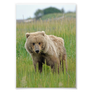 5x7 Satin foto van grizzly beer Afdruk