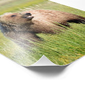 5x7 Satin foto van grizzly beer Afdruk (Hoek)
