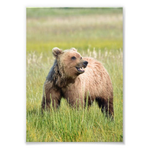 5x7 Satin foto van grizzly beer Afdruk