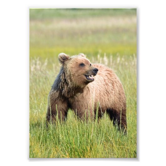 5x7 Satin foto van grizzly beer Afdruk (Voorkant)