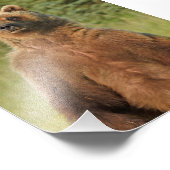 5x7 Satin foto van grizzly beer Afdruk (Hoek)