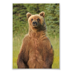 5x7 Satin foto van grizzly beer Afdruk