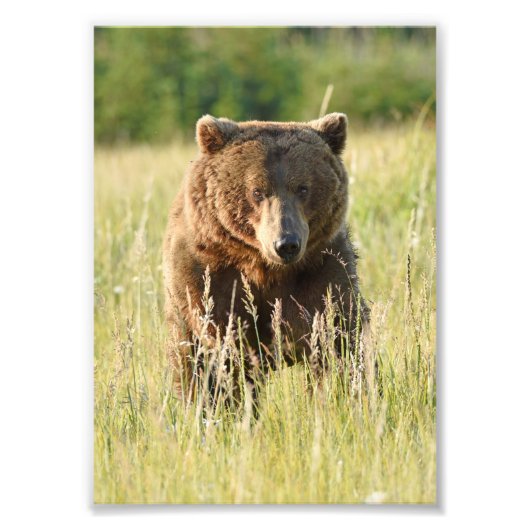 5x7 Satin foto van grizzly beer Foto Afdruk (Voorkant)