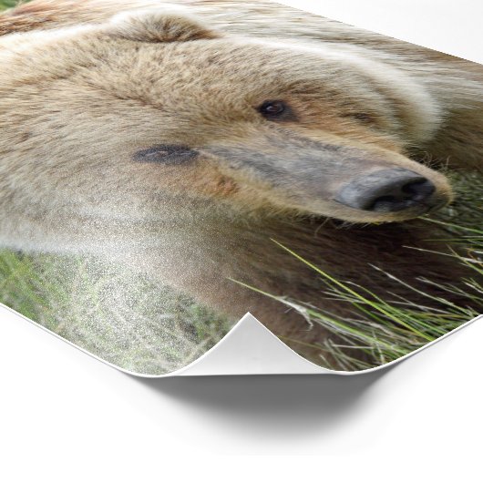 5x7 Satin foto van grizzly beer Foto Afdruk (Hoek)