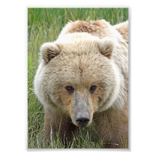 5x7 Satin foto van grizzly beer Foto Afdruk (Voorkant)
