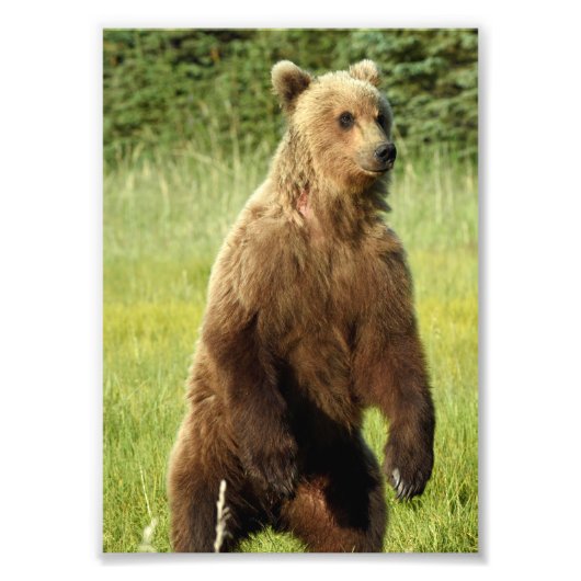 5x7 Satin foto van grizzly beer Foto Afdruk (Voorkant)