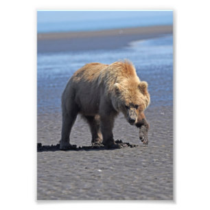 5x7 Satin foto van grizzly beer Foto Afdruk
