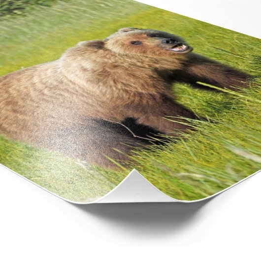 5x7 Satin foto van grizzly beer Foto Afdruk (Hoek)