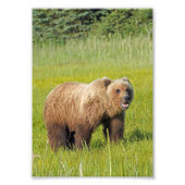 5x7 Satin foto van grizzly beer Foto Afdruk (Voorkant)