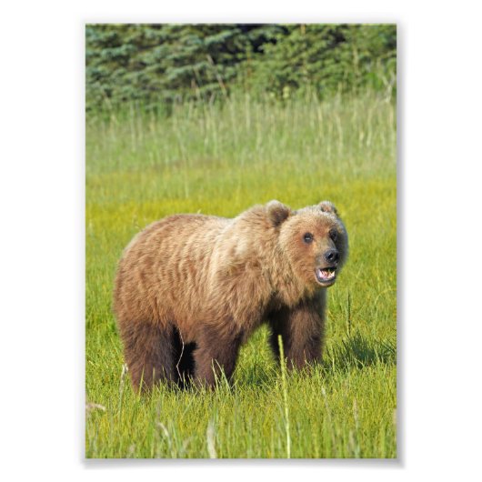 5x7 Satin foto van grizzly beer Foto Afdruk (Voorkant)