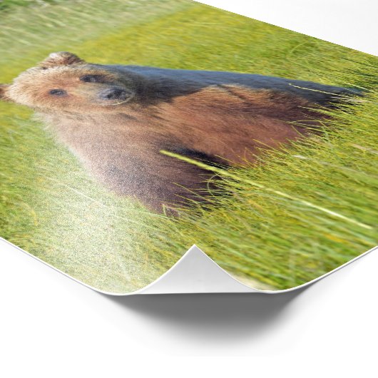 5x7 Satin foto van grizzly beer Foto Afdruk (Hoek)