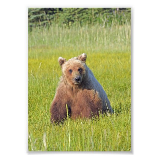 5x7 Satin foto van grizzly beer Foto Afdruk (Voorkant)