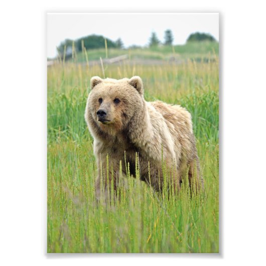 5x7 Satin foto van grizzly beer Foto Afdruk (Voorkant)