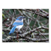 5X7 Westerne blauwe Jay Foto Afdruk (Voorkant)