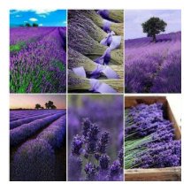 60.96x60.96cm, Lavande Poster (standaard)