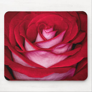6621 - Rode, witte en roze roos Muismat