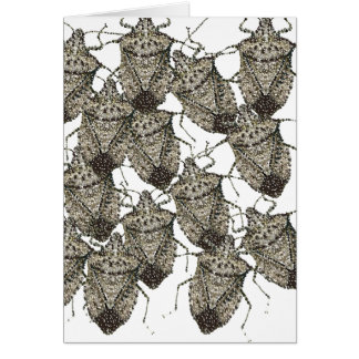 6-07-14 stinktbugs rev.png