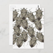6-07-14 stinktbugs rev.png briefkaart (Voorkant / Achterkant)