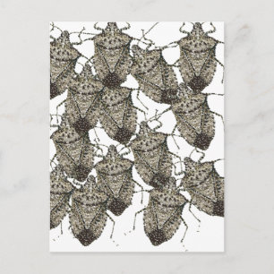 6-07-14 stinktbugs rev.png briefkaart