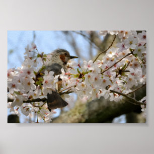 6×4 Kersenbloesem Birdie Jeju-eiland Zuid-Korea Poster