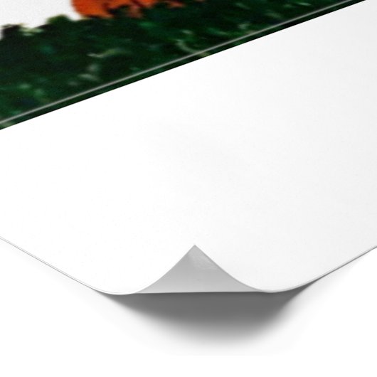 6 7 Dachshund in funny clothes  Poster (Hoek)