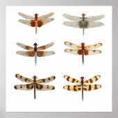 6 Dragonfly-soorten Poster (Voorkant)