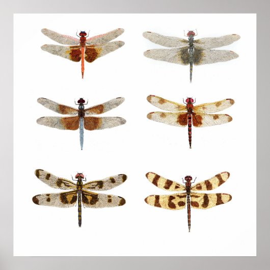 6 Dragonfly-soorten Poster (Voorkant)