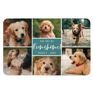 6 Foto van Collage You Are My Funshine   Teal Pet Magneet