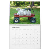 6 Kalender voor Silken Windhound-Puppies 2016 (Jan 2027)