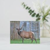6 punt Bull Elk Photo Briefkaart (Staand voorkant)