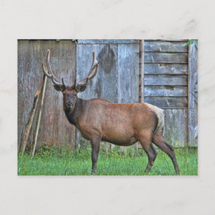 6 punt Bull Elk Photo Briefkaart