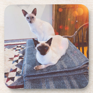 6 Siamese harde onderzetters met kurk achterzijde