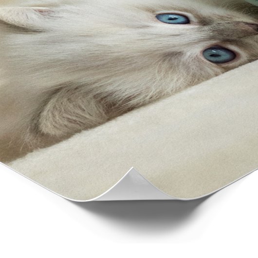 6 weken oud Ragdoll kitten Poster (Hoek)