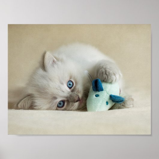 6 weken oud Ragdoll kitten Poster (Voorkant)