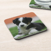 6 weken oude grenscollie bier onderzetter (Linkerzijde)