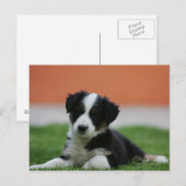 6 weken oude grenscollie briefkaart (Voorkant / Achterkant)