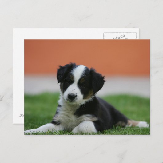 6 weken oude grenscollie briefkaart (Voorkant / Achterkant)