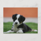 6 weken oude grenscollie briefkaart (Voorkant)