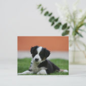 6 weken oude grenscollie briefkaart (Staand voorkant)