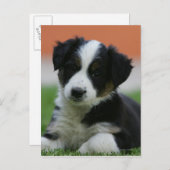 6 weken oude grenscollie briefkaart (Voorkant / Achterkant)