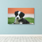 6 weken oude grenscollie canvas afdruk (Insitu (Houten vloer))