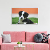 6 weken oude grenscollie canvas afdruk (Insitu (Woonkamer))