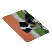 6 weken oude grenscollie magneet (Rechterzijde)