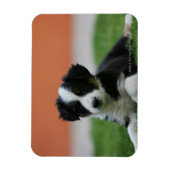 6 weken oude grenscollie magneet (Verticaal)