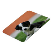 6 weken oude grenscollie magneet (Linkerzijde)