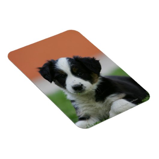 6 weken oude grenscollie magneet (Rechterzijde)