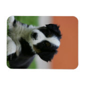 6 weken oude grenscollie magneet (Horizontaal)