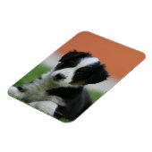 6 weken oude grenscollie magneet (Linkerzijde)