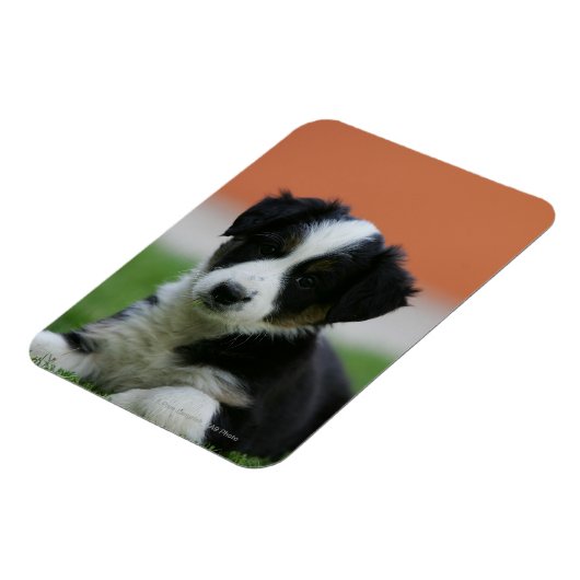 6 weken oude grenscollie magneet (Linkerzijde)