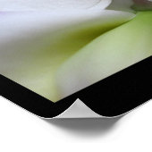 6 Witte orchideeën Phalaenopsis Poster Prints (Hoek)